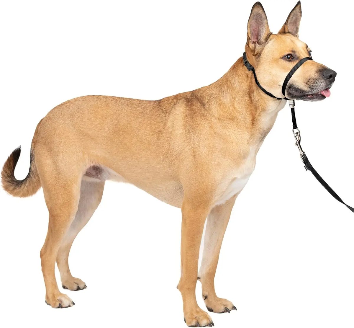 Gentle Leader Head Collar - image 1