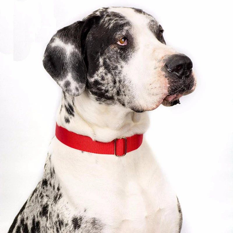 Martingale Collar - image 2