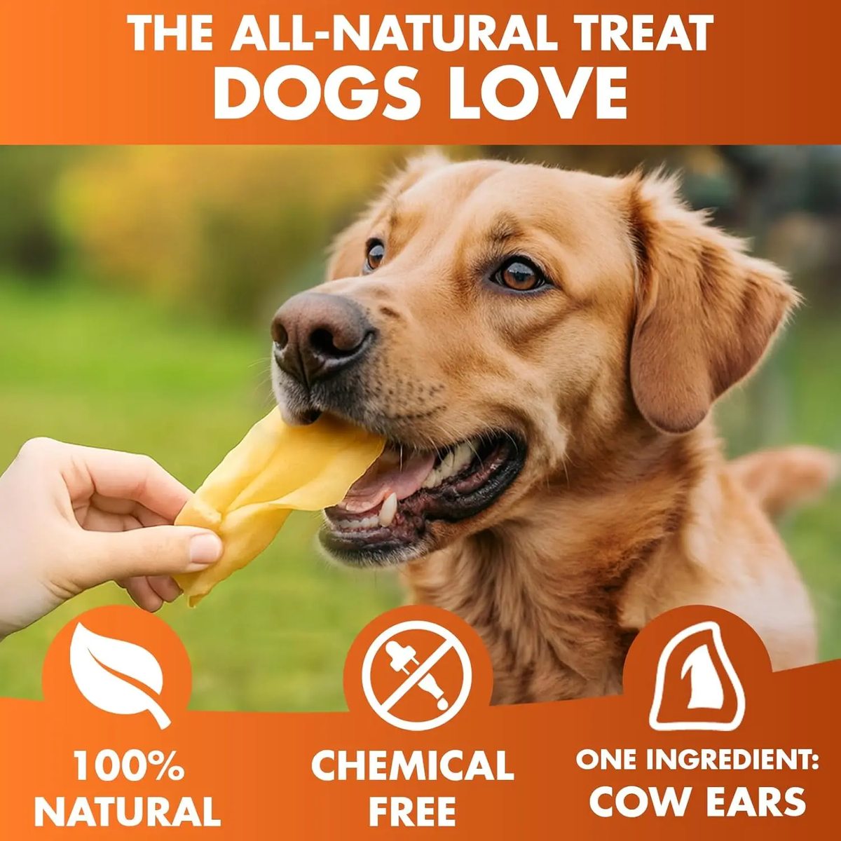 Pig Ear Chews - image 3